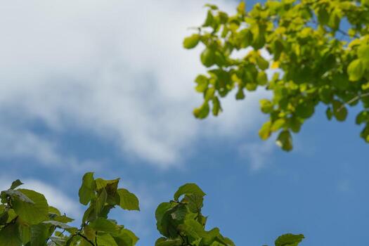 Bright green leaves at the top and bottom edges with a clear blue sky and soft clouds in the background. For illustrating nature, environment, freshness, or seasonal concepts in digital and print projects. photo
