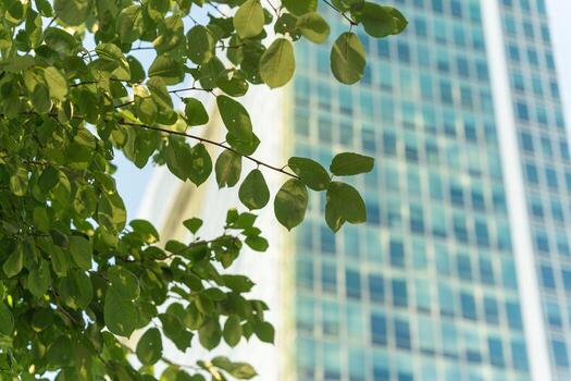 A close-up view of green tree leaves with a modern glass skyscraper in the blurred background, highlighting the contrast between nature and urban architecture. photo