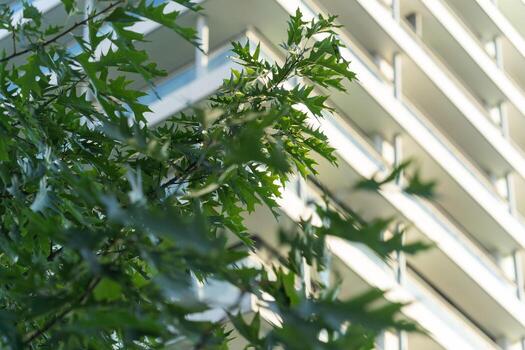 A close-up view of green leaves in the foreground with a modern, multi-story building featuring balconies in the background. photo