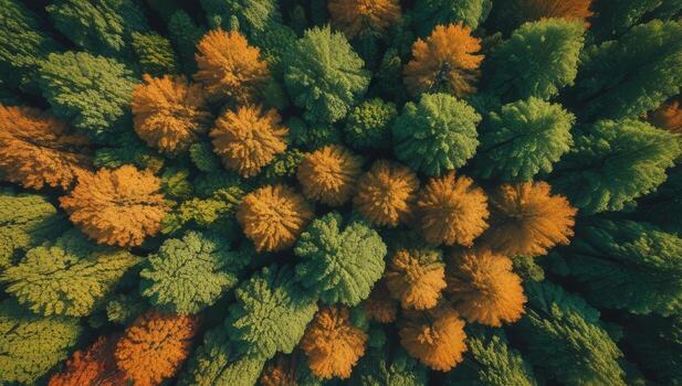 Aerial perspective showcasing the transition from summer green to autumn gold in a vast forest canopy photo