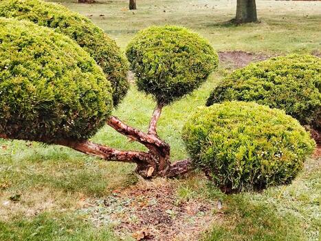 Topiary shrub with multiple spherical shapes in a park. photo