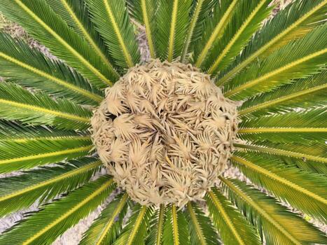 semilla estructura descripción general, en profundidad botánico examen de semilla cono morfología y semilla desarrollo foto