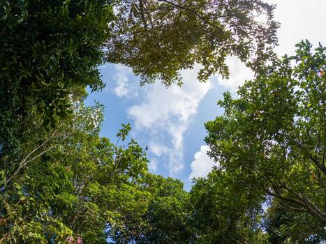 Heart-Shaped Forest Opening to Sunny Blue Sky photo