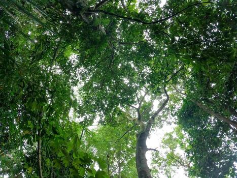 View of Green Tropical Forest Canopy from Below photo