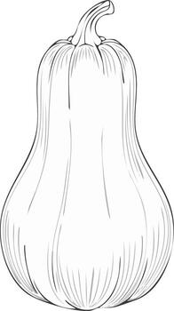 Line drawing of a Butternut Squash isolated against a blank background vector