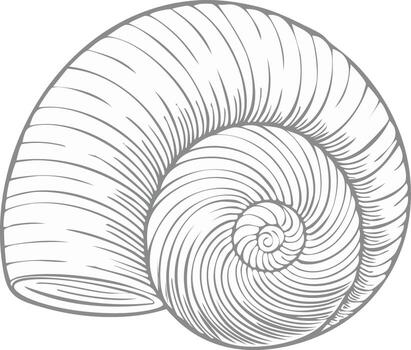 Seashell illustration, mollusk shell, spiraling pattern, monochrome graphic, linear design, natural history motif vector