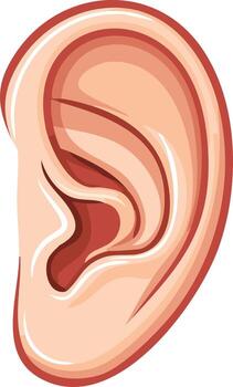 Illustration of a human ear, focusing on the auditory canal and outer structure, with smooth gradients and an anatomical rendering vector