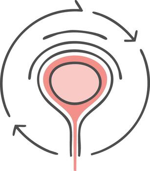 Bladder Cycle Illustration Showing Urinary System Function and Processes vector