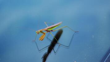 Closeup view of praying mantis standing on the reflective blurred surface. The insect elongated body, folded forelegs, triangle head with visible antennae. Top down view video
