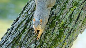 Grey brown Squirrel climbing down on the tree trunk, watching and waiting for a nut. Close up. video