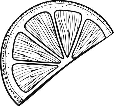 Hand-Drawn Citrus Fruit Segment with Seeds, Black and White Graphic vector