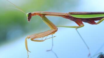 Closeup view of a praying mantis standing and swaying on the blurred blue surface. The insect elongated body, folded forelegs, triangle head with visible antennae. video