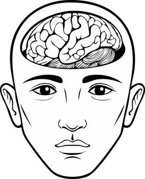 humano cabeza demostración cerebro dentro con abierto cráneo y detallado cerebro estructura vector