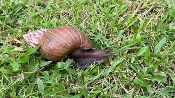 Schnecke kriechen auf Gras video