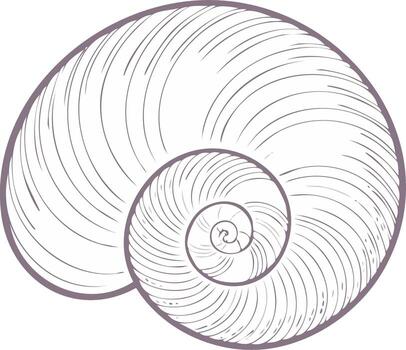 Elegant Seashell Outline Illustration Depicting Fibonacci Sequence and Nautilus Shell Shape vector