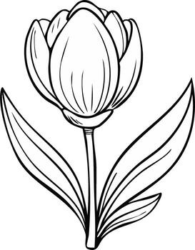 Elegant Tulip Flower Illustration with Open Bud and Leaves in Simple Linear Style vector