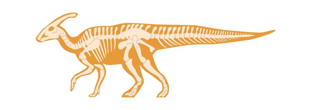 Saurolophus fossils skeleton vector