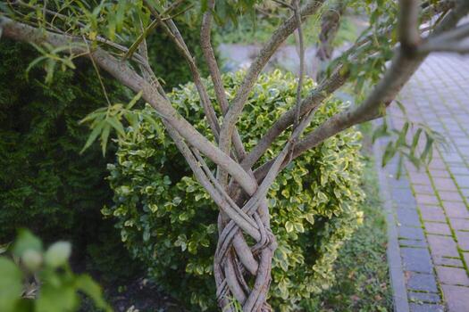 A tree with a twisted trunk and a bench photo