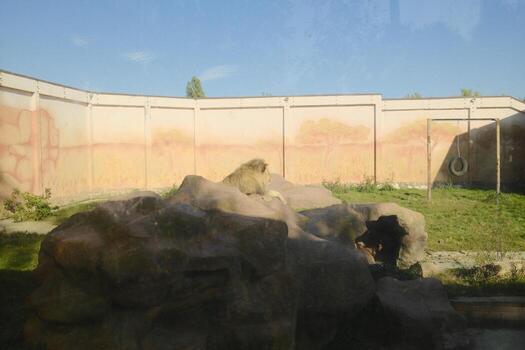A monkey is sitting on a rock in a zoo photo