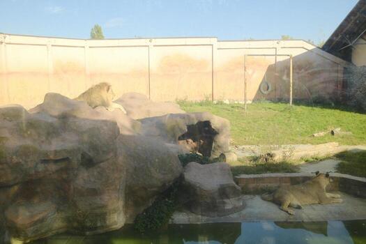 A group of lions in an enclosure at a zoo photo