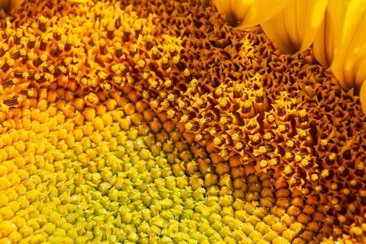 Close-up view of sunflower seeds showcasing intricate patterns and vibrant colors in a natural setting during daylight hours photo