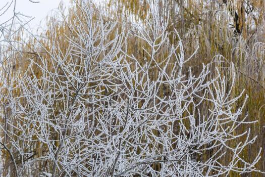 Frozen weeping willow tree after ice fog, sparkling frost on thin hanging branches photo