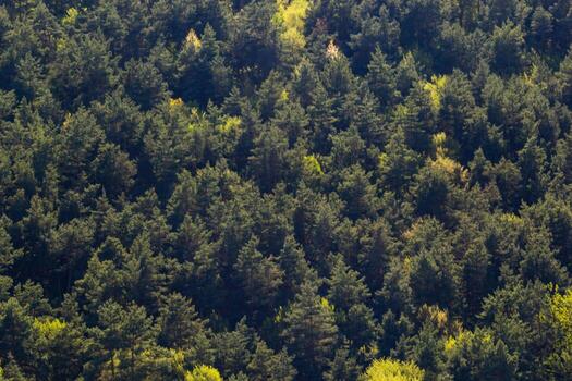 Aerial top view forest tree, Rainforest ecosystem and healthy environment concept and background, Texture of green tree forest view photo