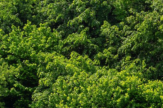 Aerial top view forest tree, Rainforest ecosystem and healthy environment concept and background, Texture of green tree forest view from above photo