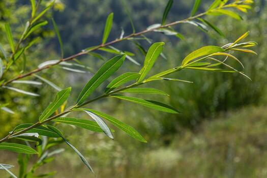 Salix caprea commonly known as Goat Willow displaying vibrant green leaves in a lush natural environment during the bright spring season photo