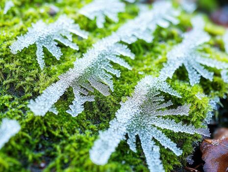 Extreme macro of moss with morning frost highlights nature's intricate details in a quiet forest setting at dawn photo