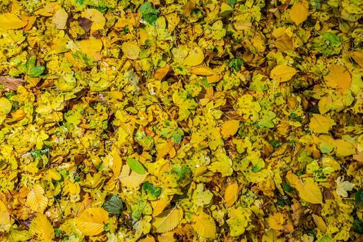 Top-down view of fallen autumn leaves creating a continuous golden background photo