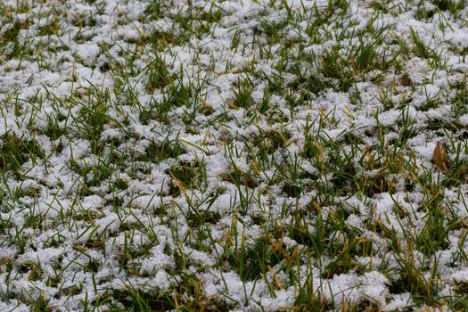 Green grass under first white snow background, pattern texture for use in print design photo