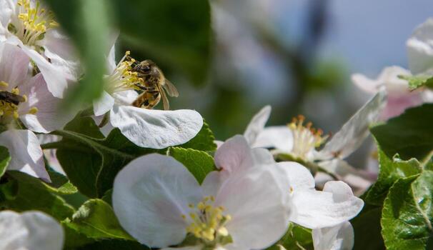Close-up of an apple tree in full bloom with bees collecting nectar and pollen photo