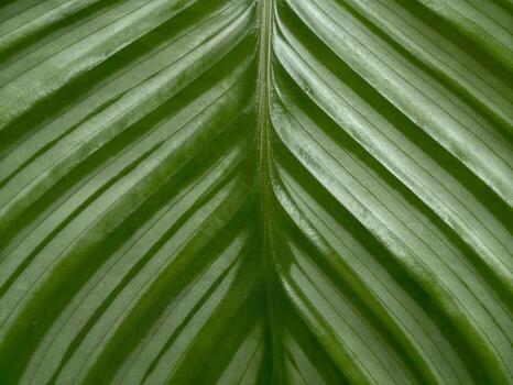 glossy verdant foliage emphasizing bold vein architecture and textured surface for design photo