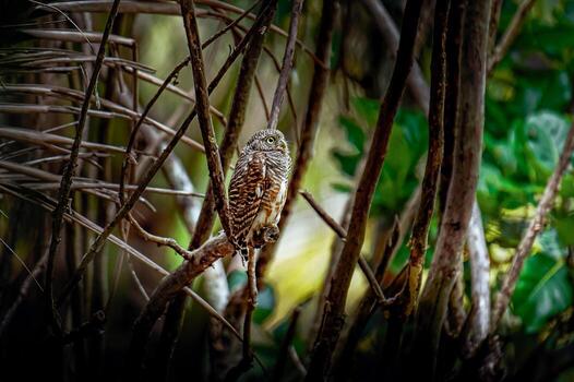 Owl observing environment from tree branch in nature photo