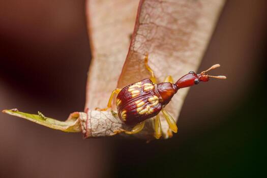 Giraffe weevil insect showing striking red and brown patterns photo
