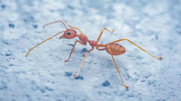 Red ant walking across textured surface close-up photo