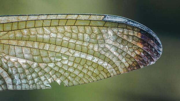 Dragonfly wing close up showing delicate transparent pattern photo
