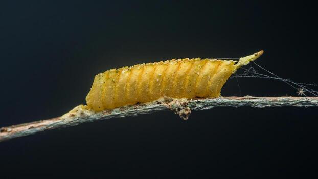 Yellow caterpillar larva transforming on twig with spiderweb photo