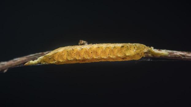 Insect eggs attaching to a branch in nature photo