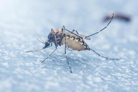 Mosquito transmitting diseases, macro close-up of insect photo