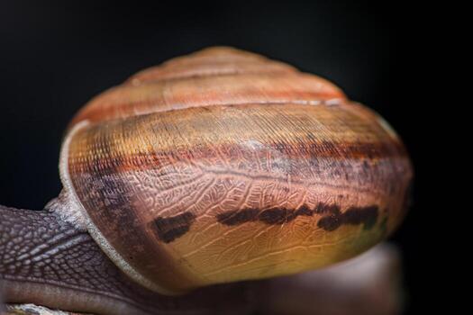 Terrestrial snail shell macro showing intricate details photo