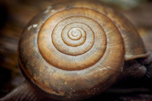 Snail shell displaying brown spiral pattern on animal photo