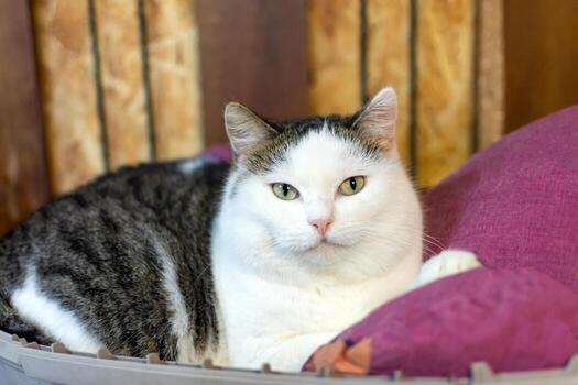 portrait of a well-fed cat lying on a lounger photo