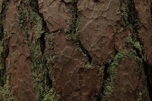 Tree bark closeup with moss texture in natural forest photo
