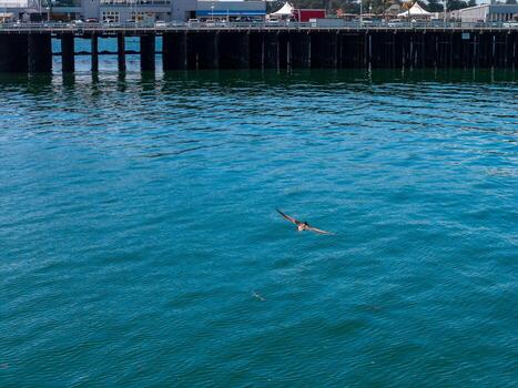 A calm ocean near Santa Cruz, California, with a bird in flight. A wooden pier with support columns and structures extends across the background. photo