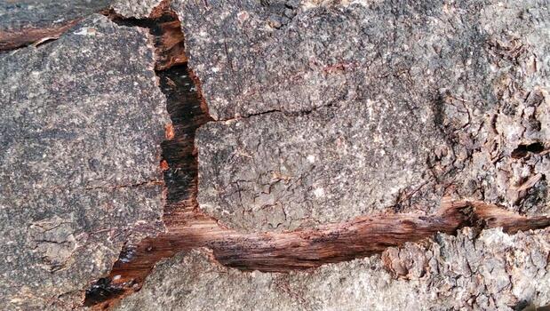 The bark of the tree shows deep cracks, a rough texture, and a weathered surface. photo