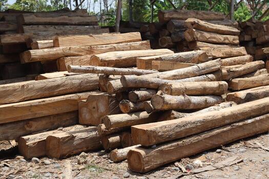 Teak wood log material ready to be processed into furniture in the factory photo