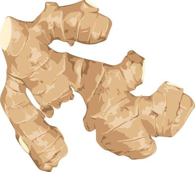 Illustration of ginger root vector