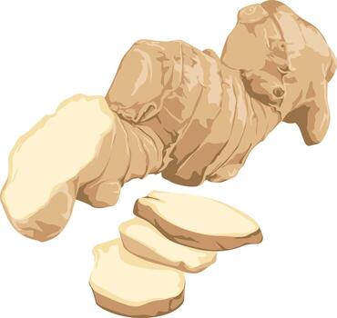 Ginger root with slices vector